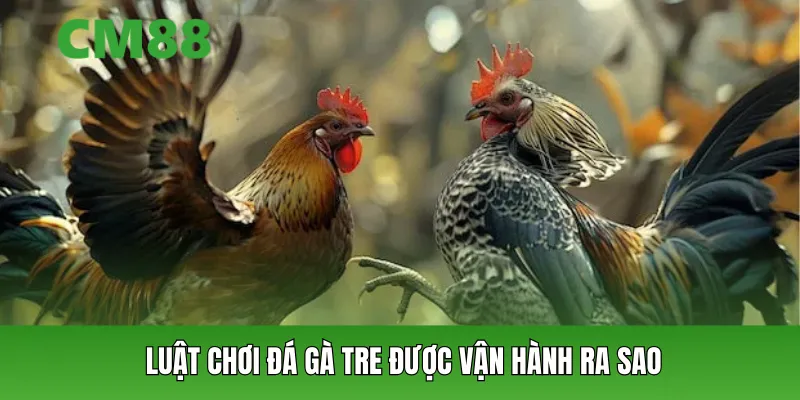 Luật chơi đá gà tre được vận hành ra sao