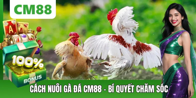 Cách Nuôi Gà Đá – Hướng Dẫn Chi Tiết A-Z Cho Người Mới