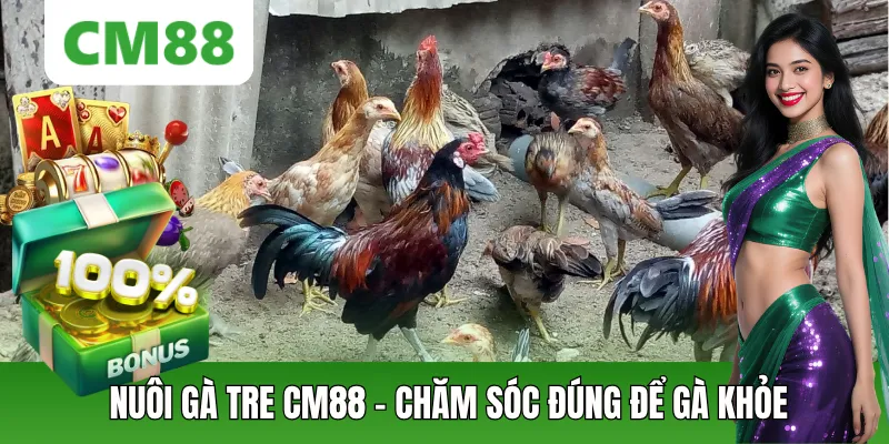 Nuôi Gà Tre CM88: Cách Chăm Sóc Đúng Để Gà Khỏe Và Đẹp