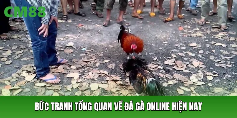 Bức tranh tổng quan về đá gà online hiện nay