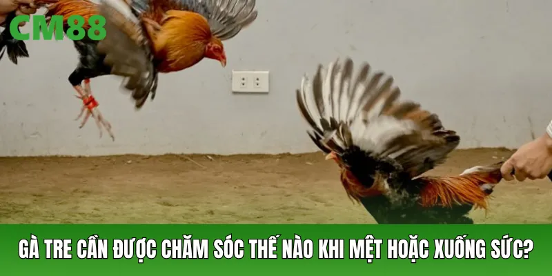 Gà tre cần được chăm sóc thế nào khi mệt hoặc xuống sức?