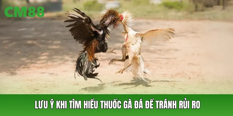 Lưu ý khi tìm hiểu thuốc gà đá để tránh rủi ro