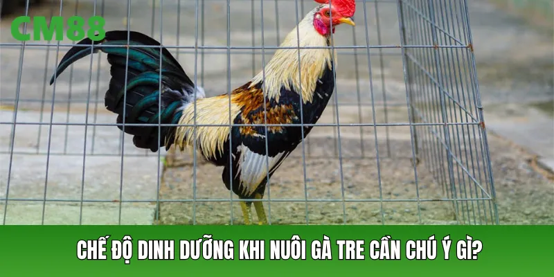 Chế độ dinh dưỡng khi nuôi gà tre cần chú ý gì?