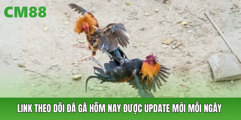 Link theo dõi đá gà hôm nay được update mới mỗi ngày