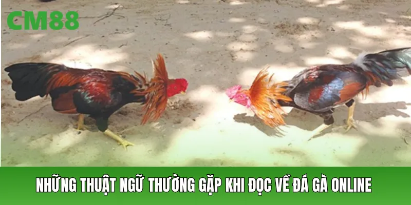Những thuật ngữ thường gặp khi đọc về đá gà online